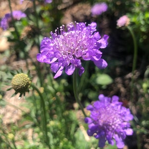 1 Starter Plant of Scabiosa columbaria Butterfly Blue Pincushion Perennial Flower image 1