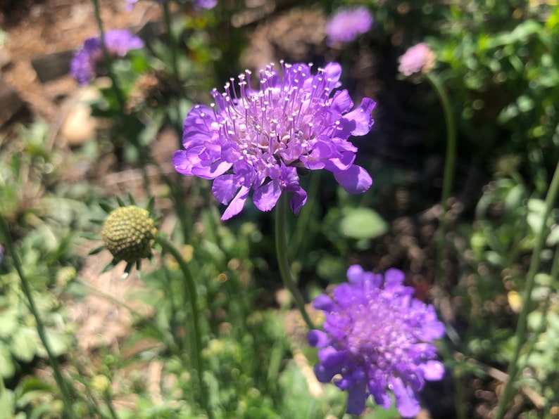 1 Starter Plant of Scabiosa columbaria Butterfly Blue Pincushion Perennial Flower image 1