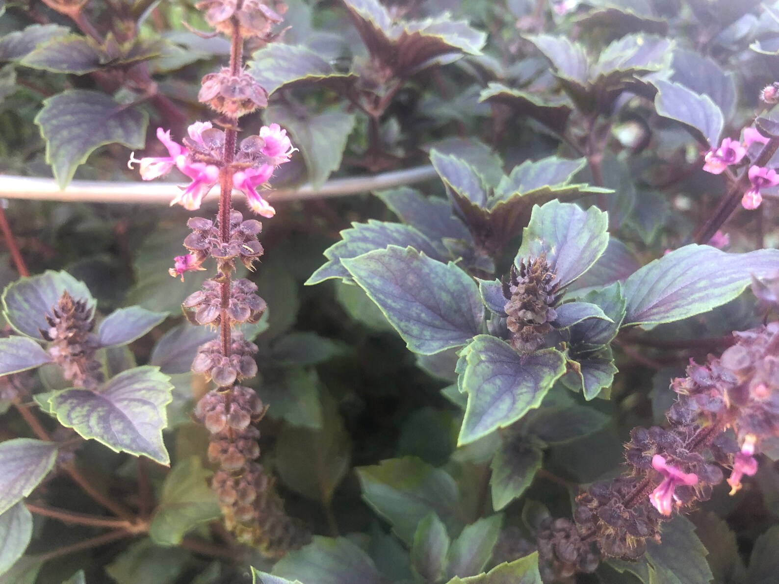 1 Plant of Perennial Basil Herbalea Wild Magic Custom Etsy