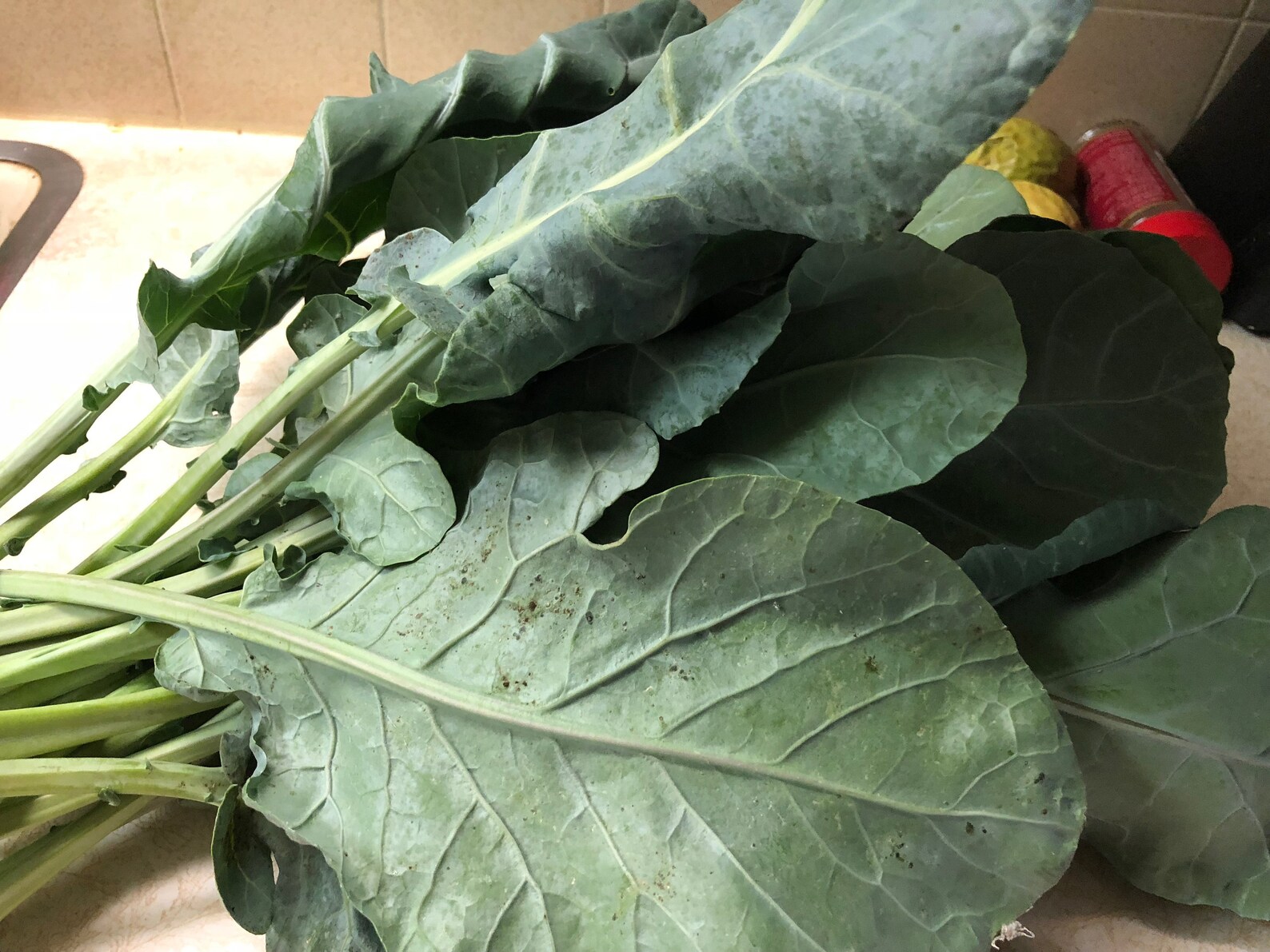 Carolina Yellow Cabbage Collard Seeds - 50 Seeds - Etsy Canada