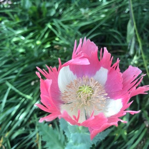 Papaver hybridum 'Danebrog' 30 Seeds 1 tsp like 1,000 seeds, we call 30 to eliminate buyers that count and dispute the seed count image 1