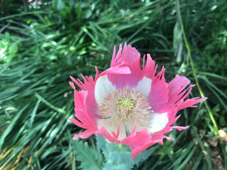 Papaver hybridum 'Danebrog' 30 Seeds 1 tsp like 1,000 seeds, we call 30 to eliminate buyers that count and dispute the seed count image 1