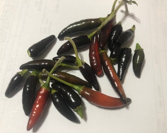 Black Cobra Hot Pepper  黑色眼鏡蛇辣椒 - 10 Seeds