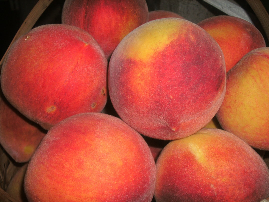 1 Starter Tree of O'henry Yellow Peach Etsy