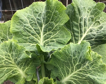 Carolina Yellow Cabbage Collard Seeds - 50 Seeds