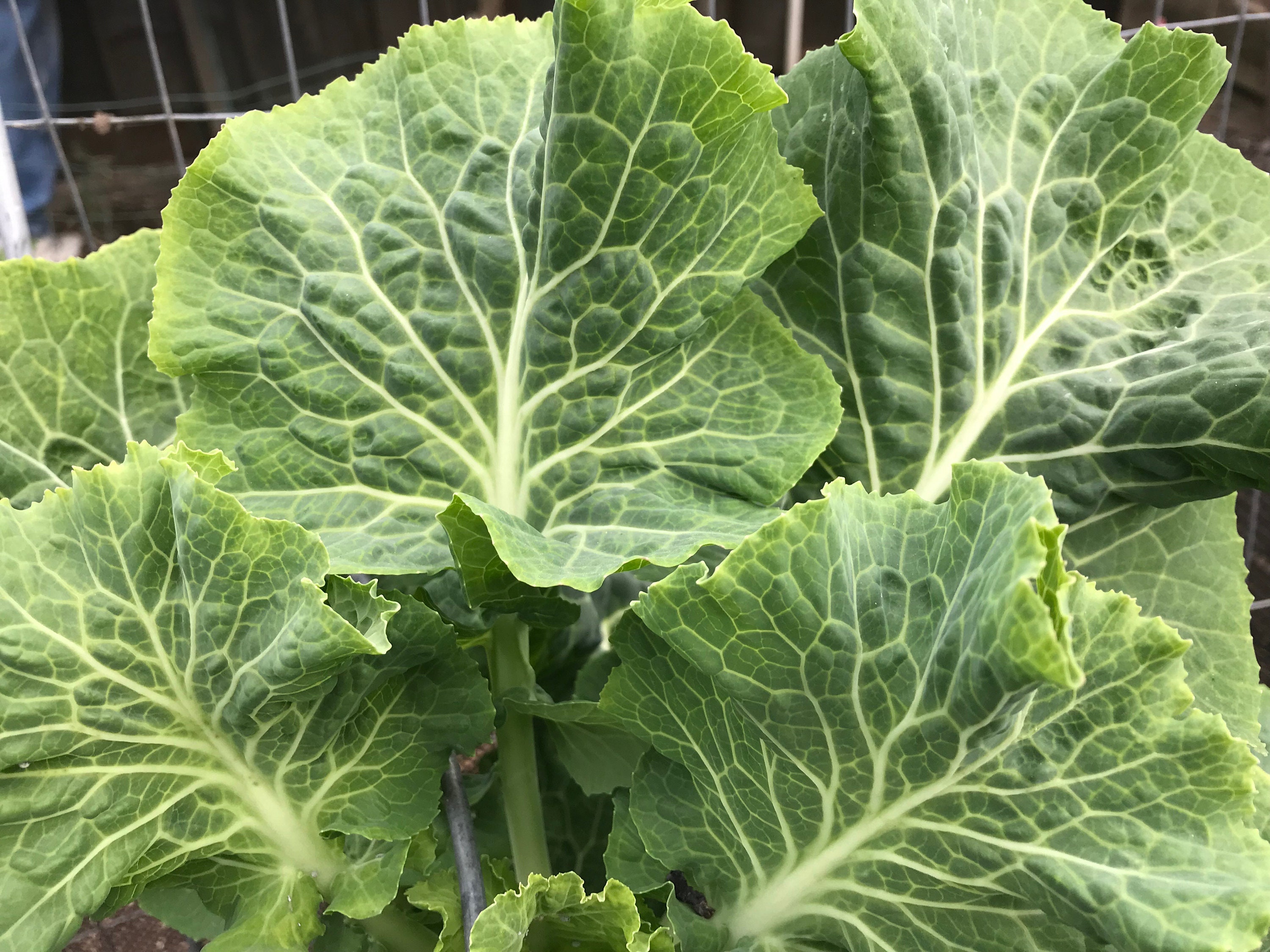 50 seeds Couve Galega Portuguese Walking Stick Cabbage Kale Tree FREE SHIPPING 50 seeds Couve Galega Portuguese Walking Stick Cabbage Kale Tree FREE SHIPPING
