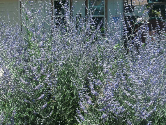3 Starter Pflanzen russischer Salbei Perovskia Atriplicifolia Etsy