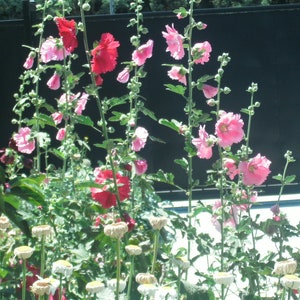 Hollyhock Old Farm Yard Perennial Flower image 4