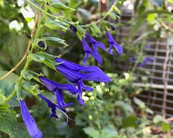 Guaranitica Black and Blue Perennial Flower