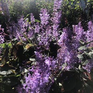 1 Starter Plant of Plectranthus ciliatus &#39;Zulu Wonder&#39; Perennial Flower