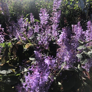 3 Starter Plants of Plectranthus ciliatus 'Zulu Wonder' Perennial Flower image 1