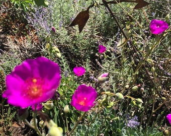 Rock Purslane Shining Pink Calandrinia spectabilis Perennial Flower