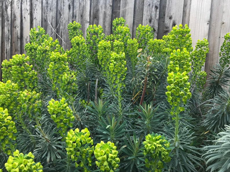 1 Starter Plant of Euphorbia characias subsp. Wulfenii Perennial Flower image 4