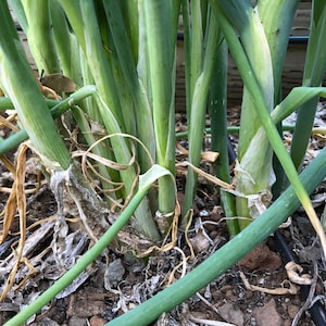 Dae-Pa Korean Large Green Onion Seeds 韓國大蔥 - 100 Seeds