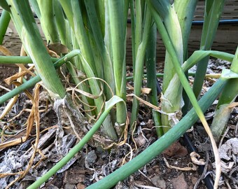 Dae-Pa Korean Large Green Onion Seeds 韓國大蔥 - 100 Seeds