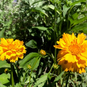 Coreopsis grandiflora Early Sunrise Tickseed image 10