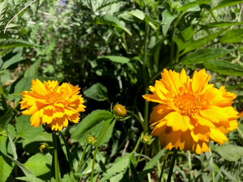 Coreopsis grandiflora Early Sunrise Tickseed image 10