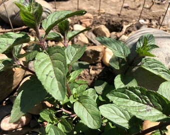 Perennial Pepper Mint Mentha × piperita