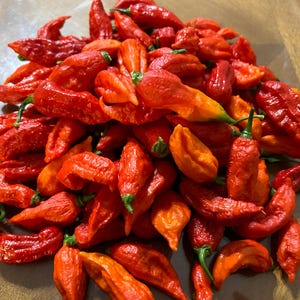 Ghost Pepper Bhut Jolokia- 辣椒 - 10 Seeds