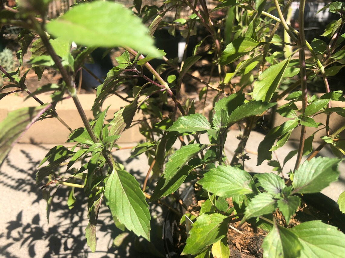 1 Plant of Perennial Basil Herbalea Wild Magic Custom Etsy