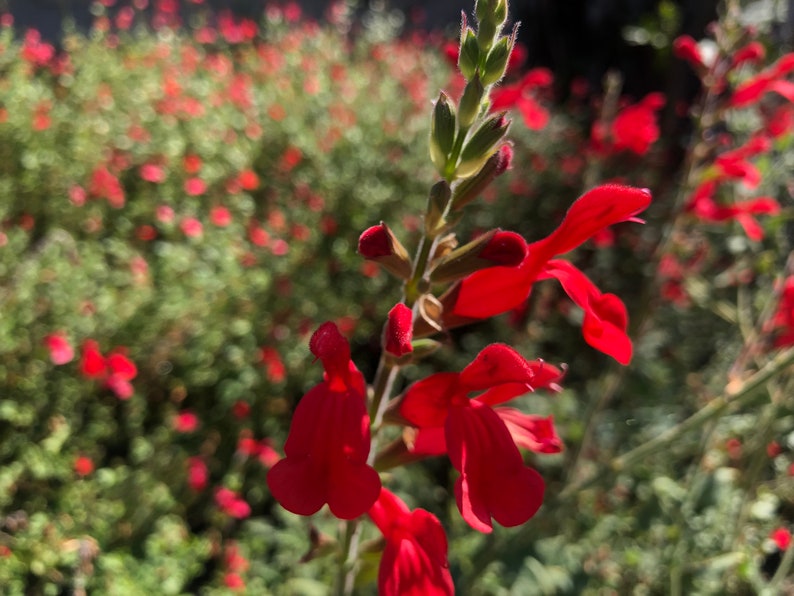 1 Starter Plant of Salvia Darcyi Perennial Flower image 1