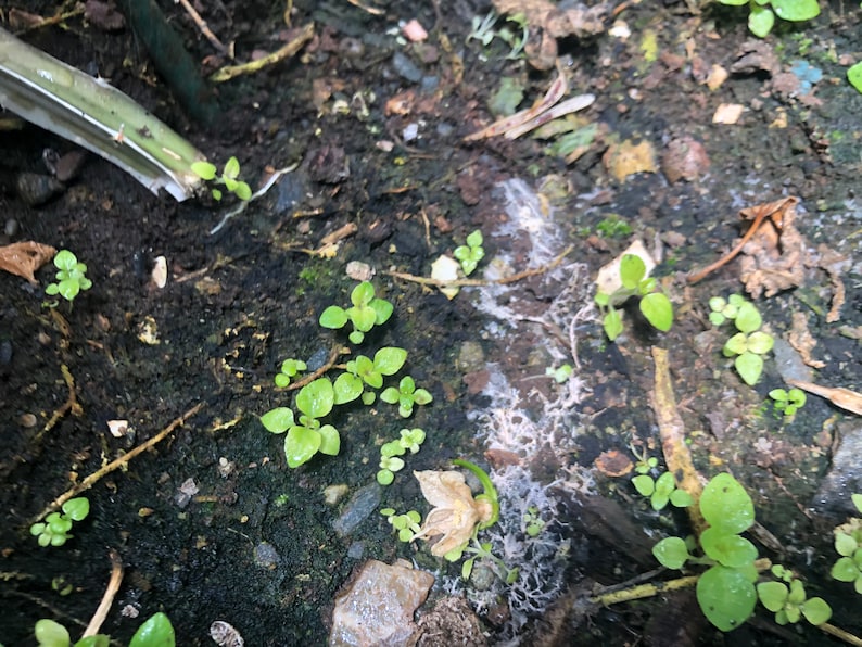 Grass Jelly Mesona Chinensis Seeds 50 Seeds taiwan Variety Etsy