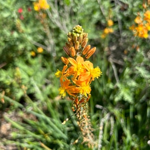 Bulbine frutescens Orange Perennial Flower