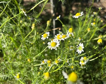 1 Starter Plant of German Chamomile Herb Plant