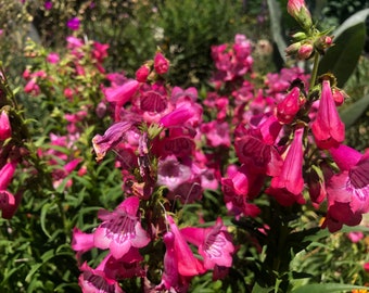 Penstemon Cha Cha Pink Perennial Flower