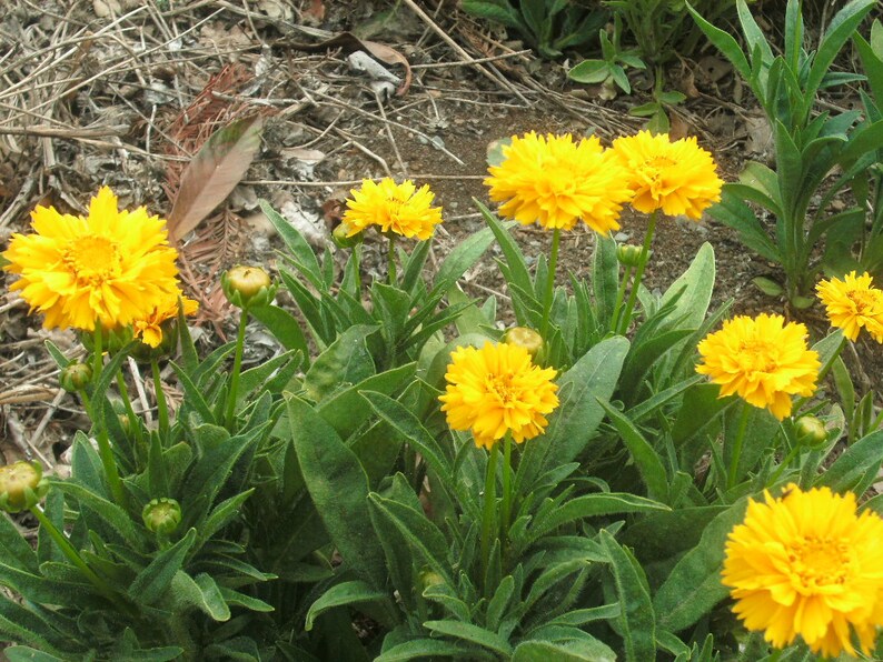 Coreopsis grandiflora Early Sunrise Tickseed image 5