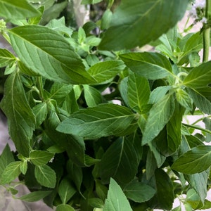 Perennial Vietnamese Mint Ginger Mint Mentha x gracilis image 3