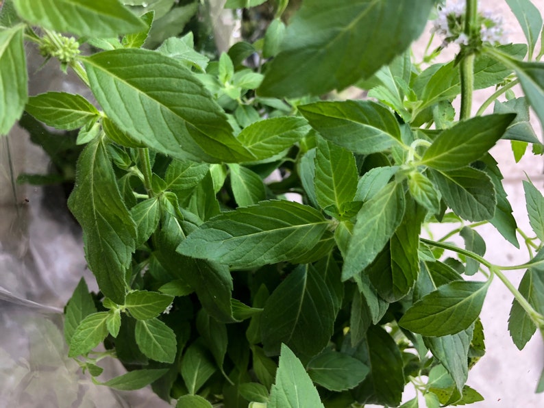 Perennial Vietnamese Mint Ginger Mint Mentha x gracilis image 3