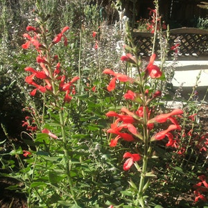 1 Starter Plant of Salvia Darcyi Perennial Flower image 7