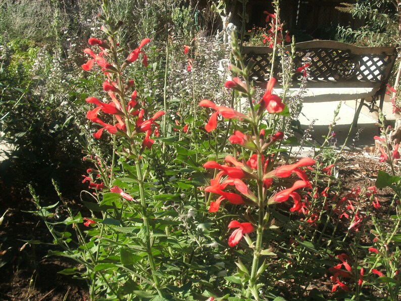 1 Starter Plant of Salvia Darcyi Perennial Flower image 7