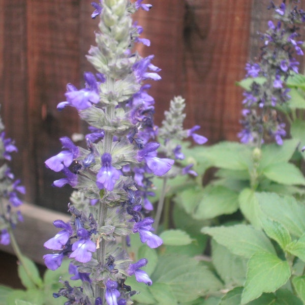 1 Starter Plant of Salvia Mystic Spires Blue Perennial Flower