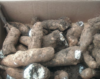 May include: A cardboard box filled with a large quantity of brown, dirt-covered root vegetables. The vegetables have a white, slightly fuzzy texture in some areas.