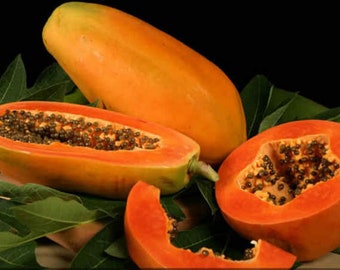 Taiwan Red Lady Papaya Seeds  台灣紅妃木瓜 - 20 Seeds