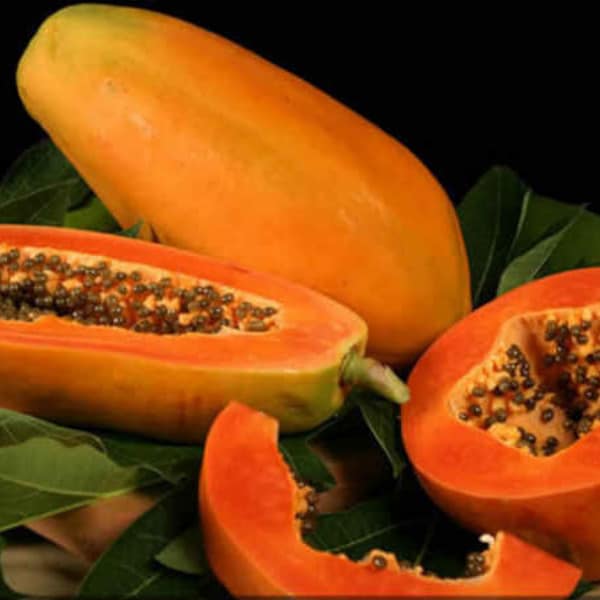 Taiwan Red Lady Papaya Seeds  台灣紅妃木瓜 - 20 Seeds