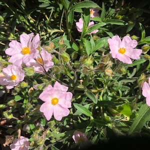Grayswood Pink Rock Rose Cistus