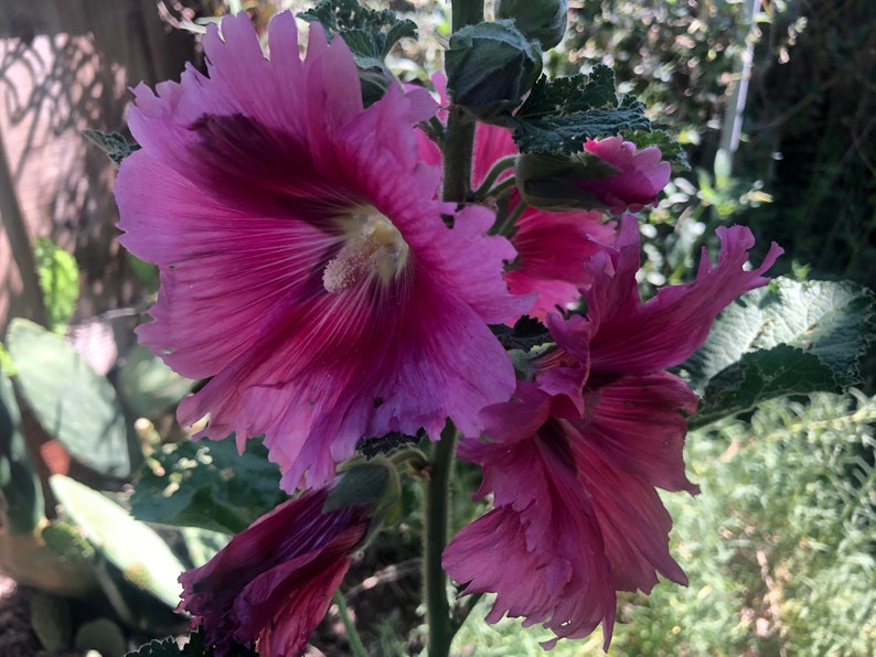 Hollyhock Old Farm Yard Perennial Flower image 5