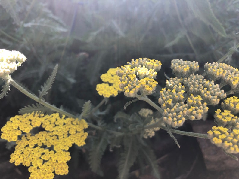 1 Starter Plant of Moonshine Yarrow Achillea X 'moonshine' - Etsy