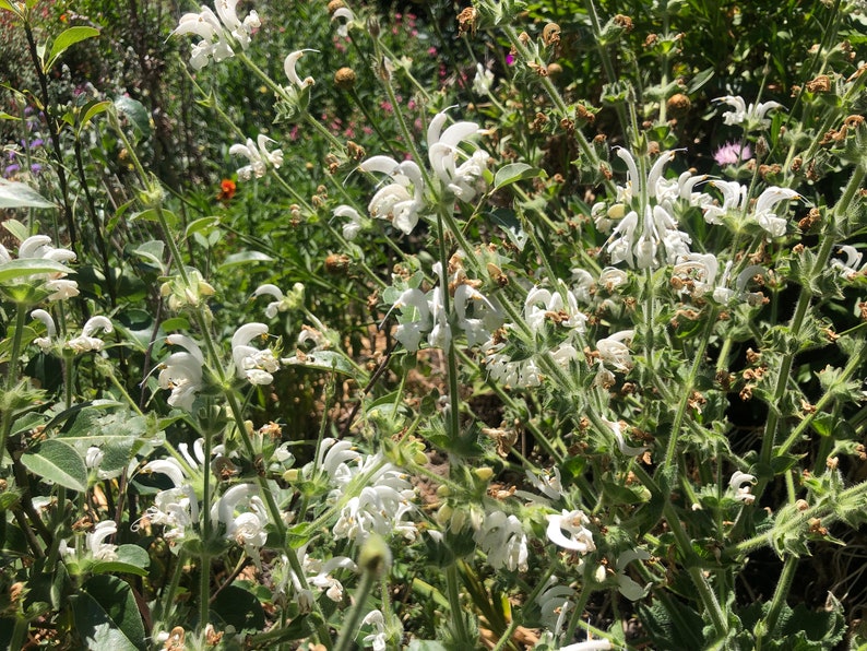 Salvia argentea Silver Sage 'Artemis' 30 Seeds image 9