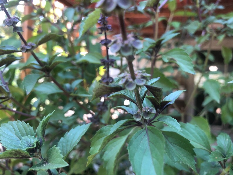 1 Plant of Perennial Basil Herbalea Wild Magic Custom Etsy