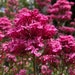 see more listings in the Perennial Flower Starter section