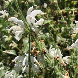 Salvia argentea Silver Sage 'Artemis' 30 Seeds image 1