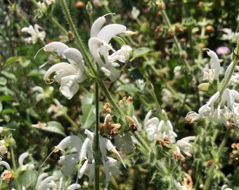 Salvia argentea Silver Sage 'Artemis' - 30 Seeds
