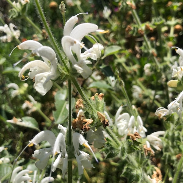 Salvia argentea Silver Sage 'Artemis' - 30 Seeds
