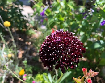 Scabiosa atropurpurea 'Black' Perennial Flower
