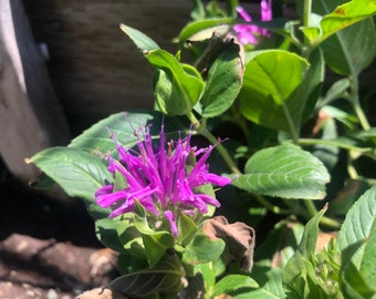 Baume d'abeille Monarda, fleur vivace à la framboise et au vin - 30 graines