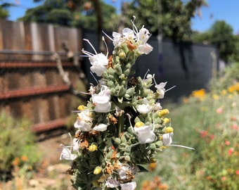 Salvia Apiana White Sage